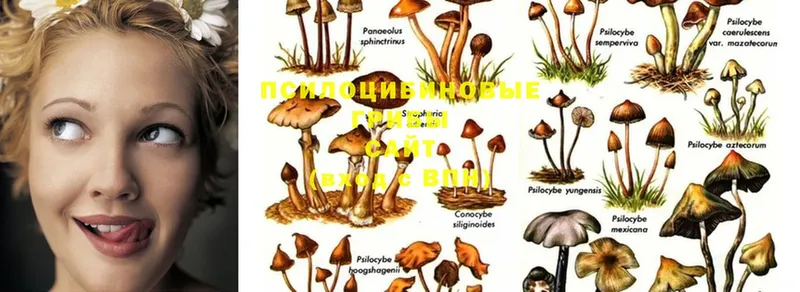 Галлюциногенные грибы Psilocybine cubensis Исилькуль